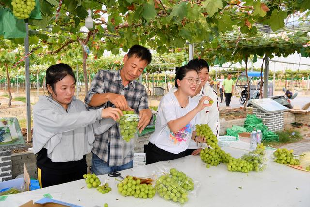 “流量、物流、人流”三流不畅 农货“借网”变现如何打通堵点？